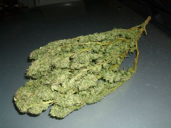 Marijuana bud