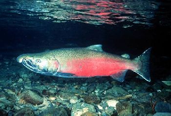 Oregon Coho