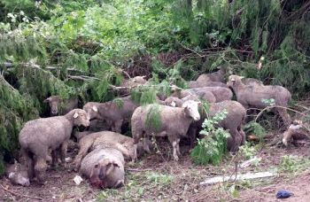 sheep after crash