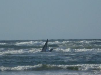 Beached whale