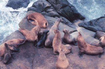 sea lions