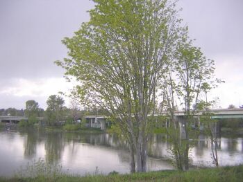 Willamette River in Salem