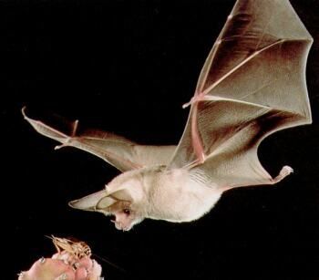 bat photo