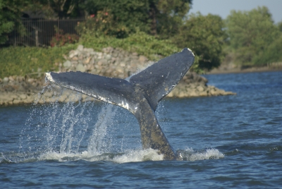 wayward whale tail 