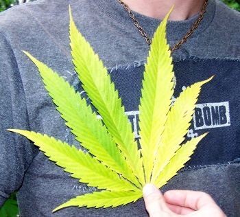 marijuana cannabis leaf