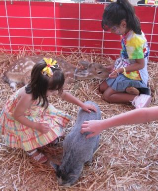 Oregon State Fair petting zoo