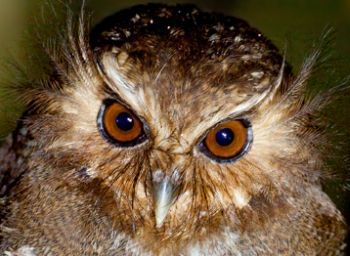 Long-whiskered Owlet by Dubi Shapiro