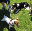 Dogs taking classes at Willamette Humane Society