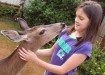 Deer_81406