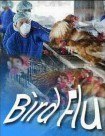 Bird Flu