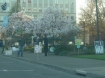 War protesters gather regularly in front of the court house in Corvallis.