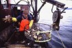 crabbing picture