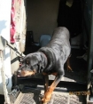 Photo of Rottweiller that bit small girl 
