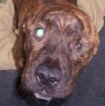Bullet the dog will recover
