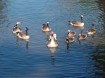 ducks photo by Kevin Hays