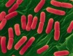 E.Coli under the scope