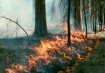 File wildfire photo