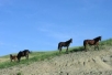 horses
